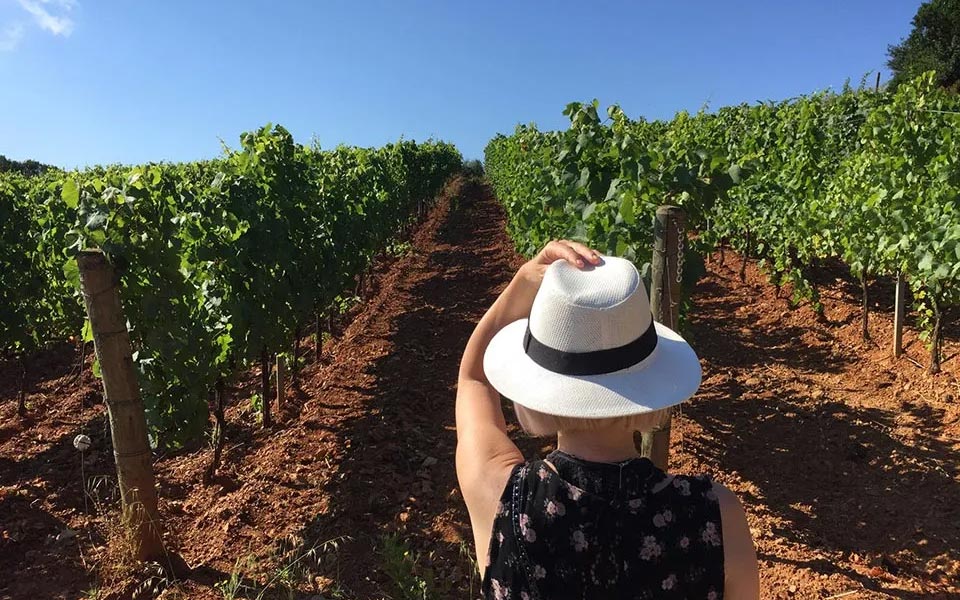 Vineyards on Elba